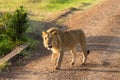 Male lion walking on a dirt road Royalty Free Stock Photo