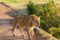 Male lion walking on a dirt road Royalty Free Stock Photo