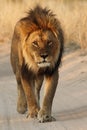 Male lion walking down the road Royalty Free Stock Photo