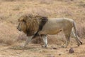 Male lion walking in a dry grassy field during daytime Royalty Free Stock Photo