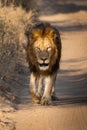 male lion walking in the golden light down the dirt road Royalty Free Stock Photo