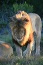 Male lion walking on green grass with purple flowers in South Africa Royalty Free Stock Photo