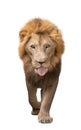 Male lion walking isolated on white background Royalty Free Stock Photo