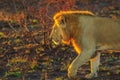 Male Lion walking Kruger