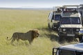 Crowd of tourist vehicles with African lion, Kenya