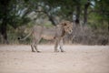 Male lion walking on the road with a blurred background Royalty Free Stock Photo