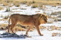 Male lion walking saltpan Royalty Free Stock Photo