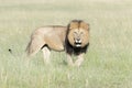 Male Lion walking on savannah looking in distance Royalty Free Stock Photo