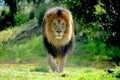 Male Lion walking straight at me Royalty Free Stock Photo