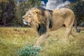 A male lion walking through tall grass Royalty Free Stock Photo