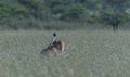 Male Lion walking in tall grass with tail held high Royalty Free Stock Photo