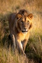 Male lion walking towards camera along track Royalty Free Stock Photo