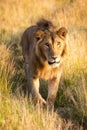 Male lion walking towards camera on track Royalty Free Stock Photo