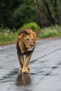 Male Lion walking towards the vehicle in the rain. Royalty Free Stock Photo