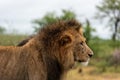 Male Lion walking towards the vehicle in the rain. Royalty Free Stock Photo