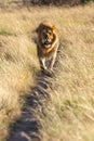 Male lion walks along track towards camera Royalty Free Stock Photo