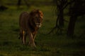 Male lion walks past bushes at sunrise