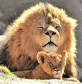Male Lion watching over his cub. Royalty Free Stock Photo