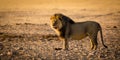 Male lion whatching