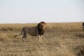 Male Lion in the wild maasai mara Royalty Free Stock Photo