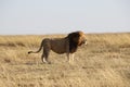 Male Lion in the wild maasai mara Royalty Free Stock Photo