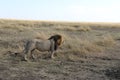 Male Lion in the wild maasai mara Royalty Free Stock Photo