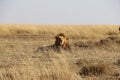 Male lion in the wild