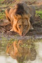 Male Lion (Panthera leo) drinking Royalty Free Stock Photo