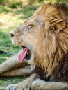 Male lion yawning Royalty Free Stock Photo