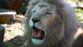 Male lion yawning Royalty Free Stock Photo