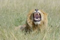 Male Lion yawning flehmingon savannah, close-up