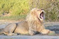 Male Lion yawning on savannah, close-up Royalty Free Stock Photo