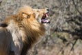 male Lion yawning South Africa