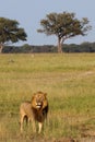 Male Lion, Zimbabwe, Hwange National Park