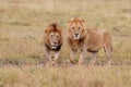 Lion males in the Masai Mara