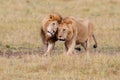 Lion males in the Masai Mara