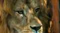 Male Lions Face 2