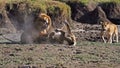 Male Lions fighting over a partner-Lioness