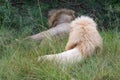 Male lions laying in the grass