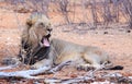 A Male Lions lays resting, with mouth open yawning