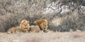 Male lions resting