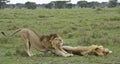 Male lions stretching and sleeping, Tanzania Royalty Free Stock Photo