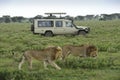 Male lions walking past safari vehicle, Tanzania