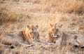 Male Lions watching Royalty Free Stock Photo