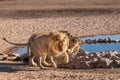 Male lions Royalty Free Stock Photo