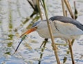 Male little bittern catch a big dragonfly Royalty Free Stock Photo