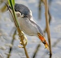 Male little bittern catch a big dragonfly Royalty Free Stock Photo