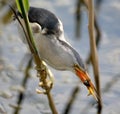 Male little bittern catch a prey Royalty Free Stock Photo