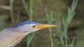 Male Little Bittern with Food in His Bill Royalty Free Stock Photo