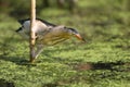 A male little bittern (Ixobrychus minutus) Royalty Free Stock Photo